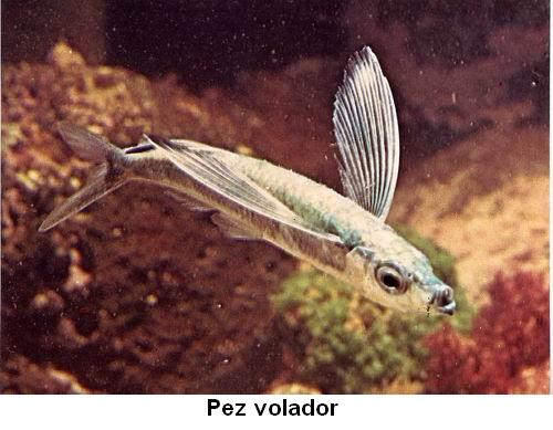 Pez volador.jpg